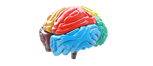 brain-liggend