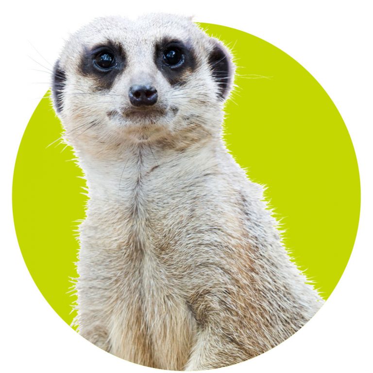 top10-dieren-wk392