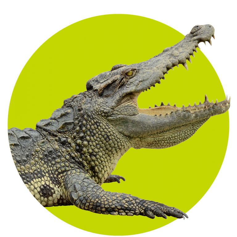 top10-dieren-wk395